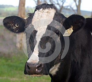 Friesian cow portrait in a paddock