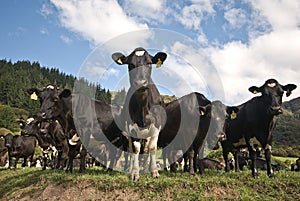 Friesian Cows photo