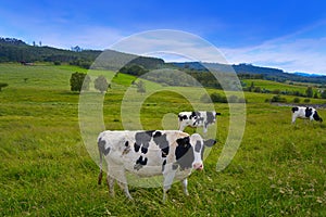 Friesian cows in Asturias meadow Spain