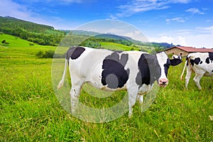 Friesian cows in Asturias meadow Spain