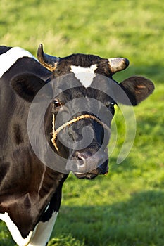 Friesian dairy milch cow on field