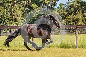 Friesian / Frisian horse galloping in field next to fence