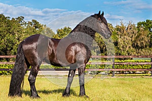 Friesian / Frisian horse standing in a field