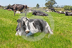 Friesian holstein dairy cow lying on green grass