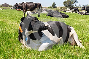 Friesian holstein dairy cow lying on green grass