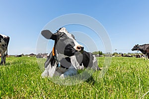 Friesian holstein dairy cow lying on green grass