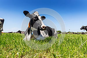 Friesian holstein dairy cow lying on green grass