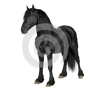 Friesian horse photo