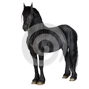 Friesian horse photo