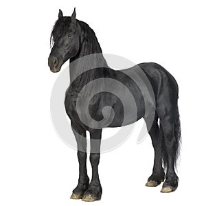 Friesian horse photo