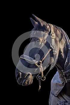 Friesian horse