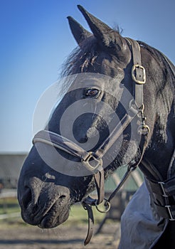 Friesian horse