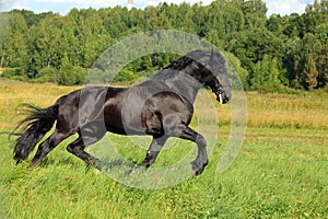 Friesian Horse. Black stallion galloping on a meadow
