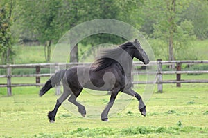 Friesian horse in the field photo