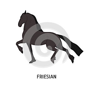 Friesian horse flat vector illustration. Purebred Frizian stallion isolated on white background. Black mare with long