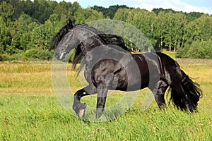 Friesian horse galloping across a green meadow