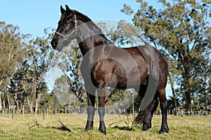 Friesian horse gelding