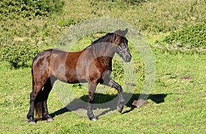 Friesian horse lifting front leg