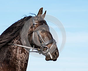 Friesian horse portrait