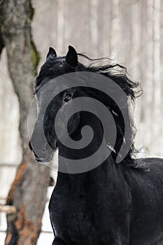 Friesian horse photo