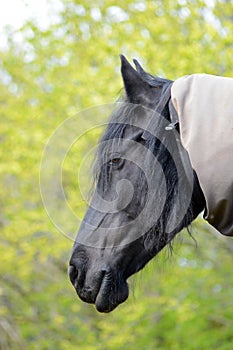 Friesian horse portrait