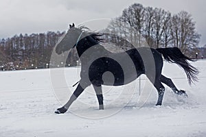 Female Friesian horse runs through the pasture at the beginning of the snowfall