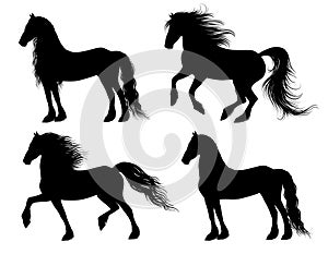 Friesian horse silhouettes photo