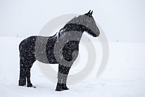 Friesian horse in the snow