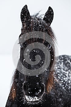 Friesian horse and snowfall