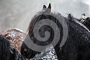 Friesian horse and snowfall