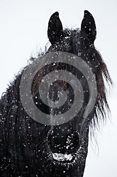 Friesian horse and snowfall