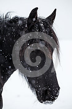 Friesian horse and snowfall