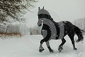 Female Friesian horse in very heavy snowfall