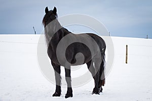 Friesian horse in winter