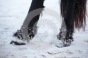 Friesian horses hooves