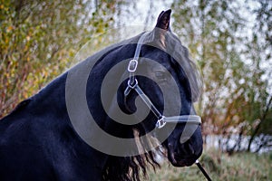 The Friesian mare