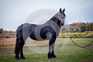 The Friesian mare