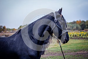 The Friesian mare