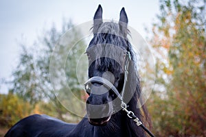 The Friesian mare