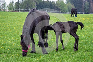 Friesian mare horse and foal on the meadow