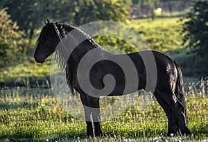 Friesian stallion gallops