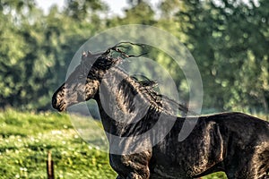 Friesian stallion gallops