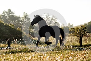 Friesian stallion gallops