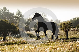 Friesian stallion gallops