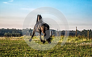 Friesian stallion gallops