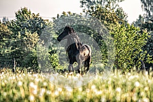 Friesian stallion gallops