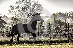 Friesian stallion gallops