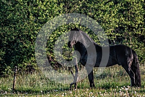 Friesian stallion gallops