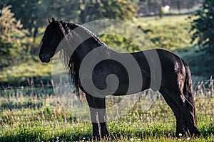 Friesian stallion gallops