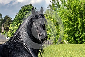 Friesian stallion gallops